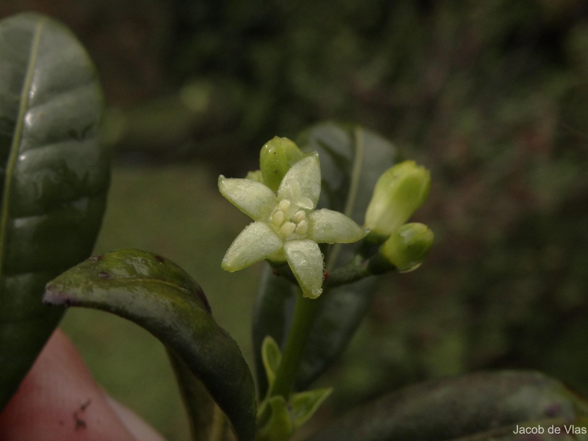 Psychotria zeylanica Sohmer